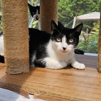 DUCHESSE QCT, chatte à adopter