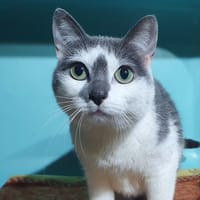 NARNIA CHA, chatte à adopter