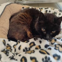 MAMINETTE "LA CHOSE" QCT, chatte à adopter