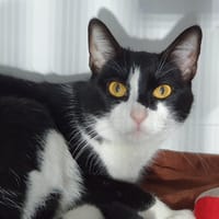 NERUDA CHA, chatte à adopter