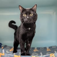 NUTELLA, chat à adopter