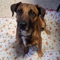 ATIKA, chienne à adopter