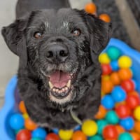 NOUKY, chien à adopter