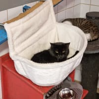 Térébas, chat à adopter