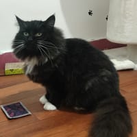 CHAMPIGNON QCT, chatte à adopter