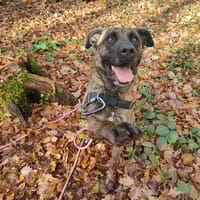 SONIK, chien à adopter