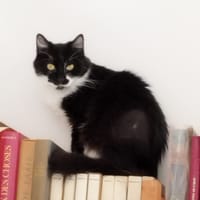 Louison, chatte à adopter