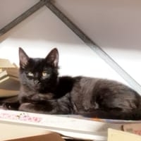 Ninon, chatte à adopter