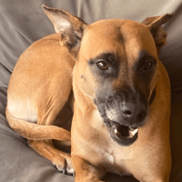 Fifi, chienne à adopter