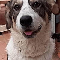 BONUS, chien à adopter