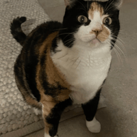 Chanel, chatte à adopter