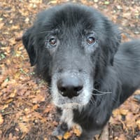BALOO, chien à adopter