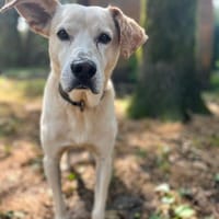 ROCKO, chien à adopter