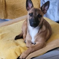WILLOW, chienne à adopter