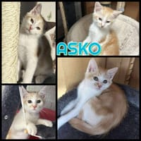 ASKO   A réserver, chat à adopter