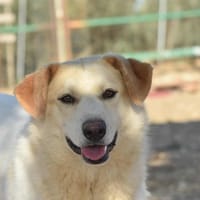 BERINESSE, chienne à adopter