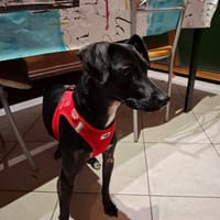 tara, chienne à adopter