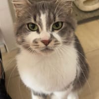 amella, chatte à adopter