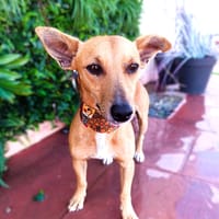 TAMLIN, chien à adopter