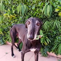 DUBAI, chien à adopter