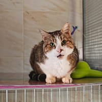 Mistsouko, chat à adopter