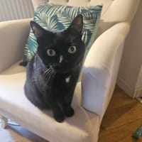 Nioul, chatte à adopter