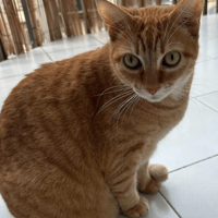 Roméo, chat à adopter