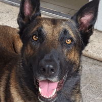 Roky, chien à adopter