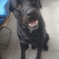 Django, chien à adopter