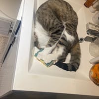 Litchi, chat à adopter