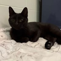 Eden, chatte à adopter