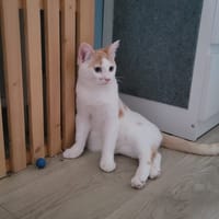 Sam, chat à adopter