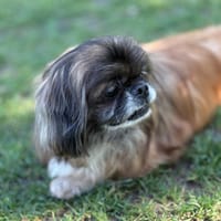 Ladou, chien à adopter