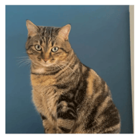 Mimine, chatte à adopter