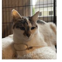 Juanita, chatte à adopter