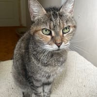 Petite maman, chatte à adopter
