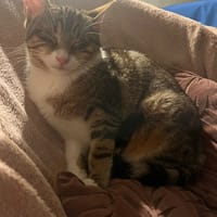 Plume, chatte à adopter