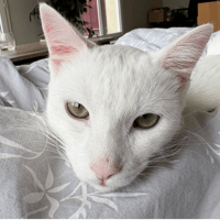 Zadig, chat à adopter