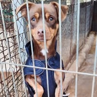 NEON, chien à adopter