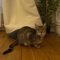 Esther, chatte à adopter