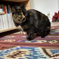 Pupuce, chatte à adopter