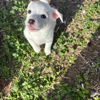 Topolina, chienne à adopter