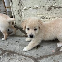 Temina, chienne à adopter