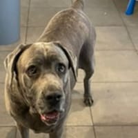 AIDA, chienne à adopter