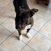 DHALIE, chienne à adopter