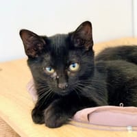 GREY, chat à adopter