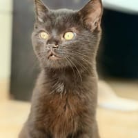 SALEM, chat à adopter