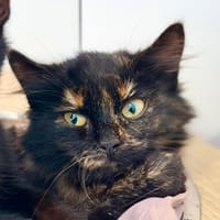 ZOE, chatte à adopter