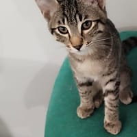 SIMBA, chat à adopter