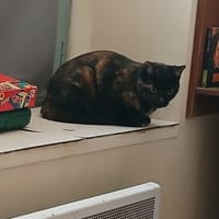 SONIA, chatte à adopter